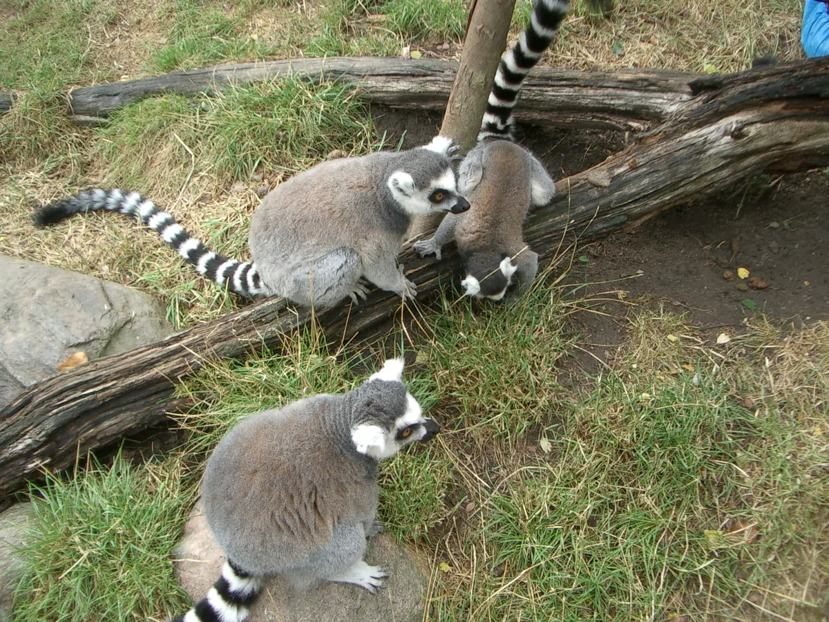 Kattelemurer med stripete haler sitter på en trestamme i Zoo København