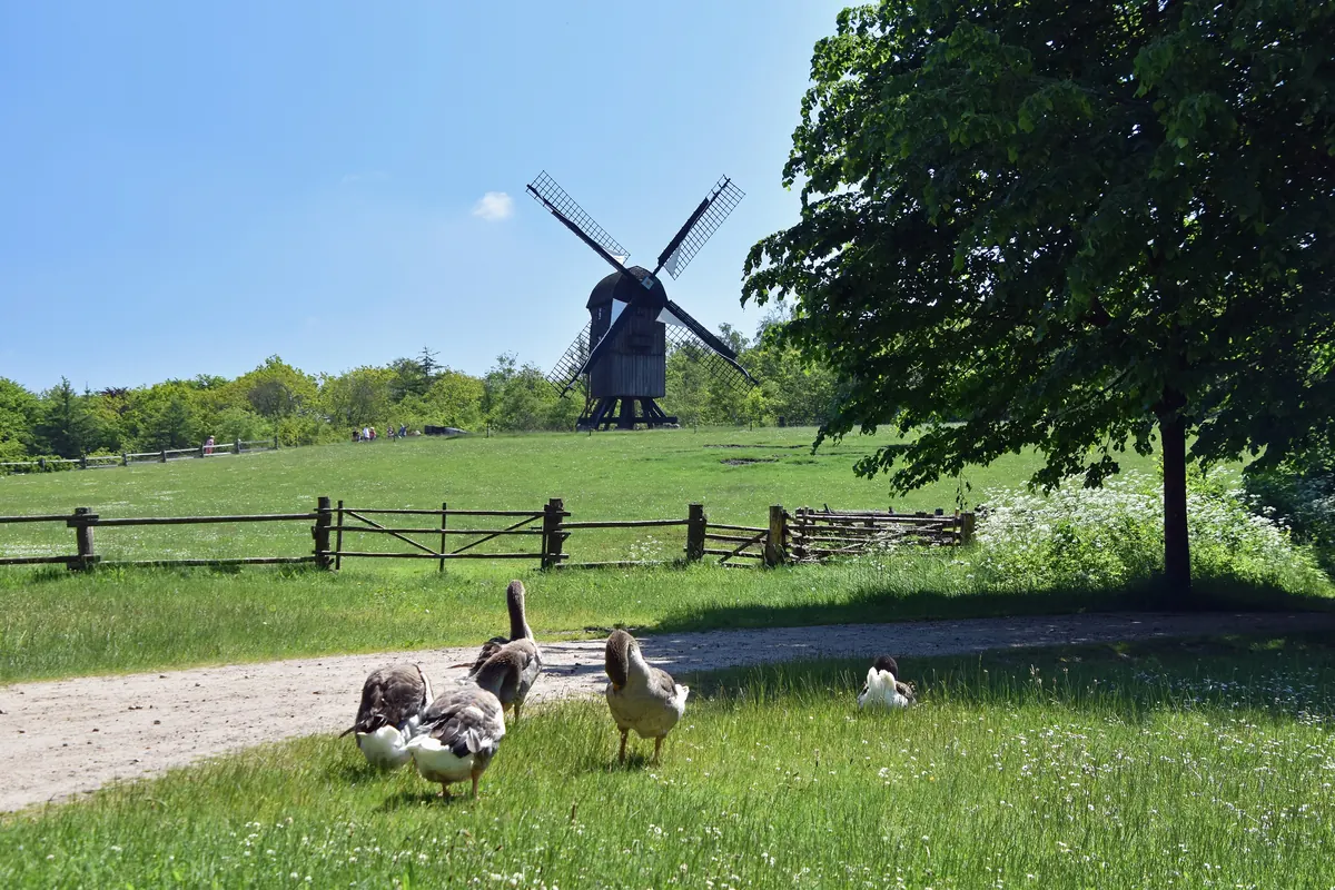 Stubmølle og gjess på gresset i frilandsmuseet Hjerl Hede