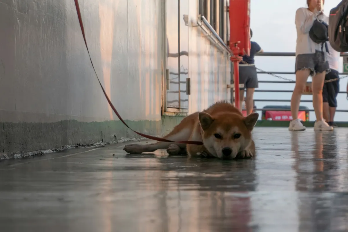 Hund i bånd som ligger på det våte dekket på en ferge
