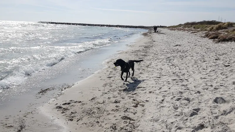 Svart hund som løper langs vannkanten på en hundestrand