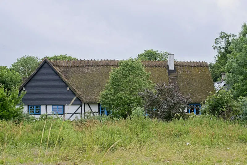 Stråtekt hus med bindingsverk og blå vinduer bak høyt sommergress ved Faxe