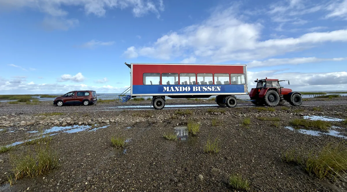 Traktortrukket Mandø-buss på ebbeveien over vadehavet til Mandø
