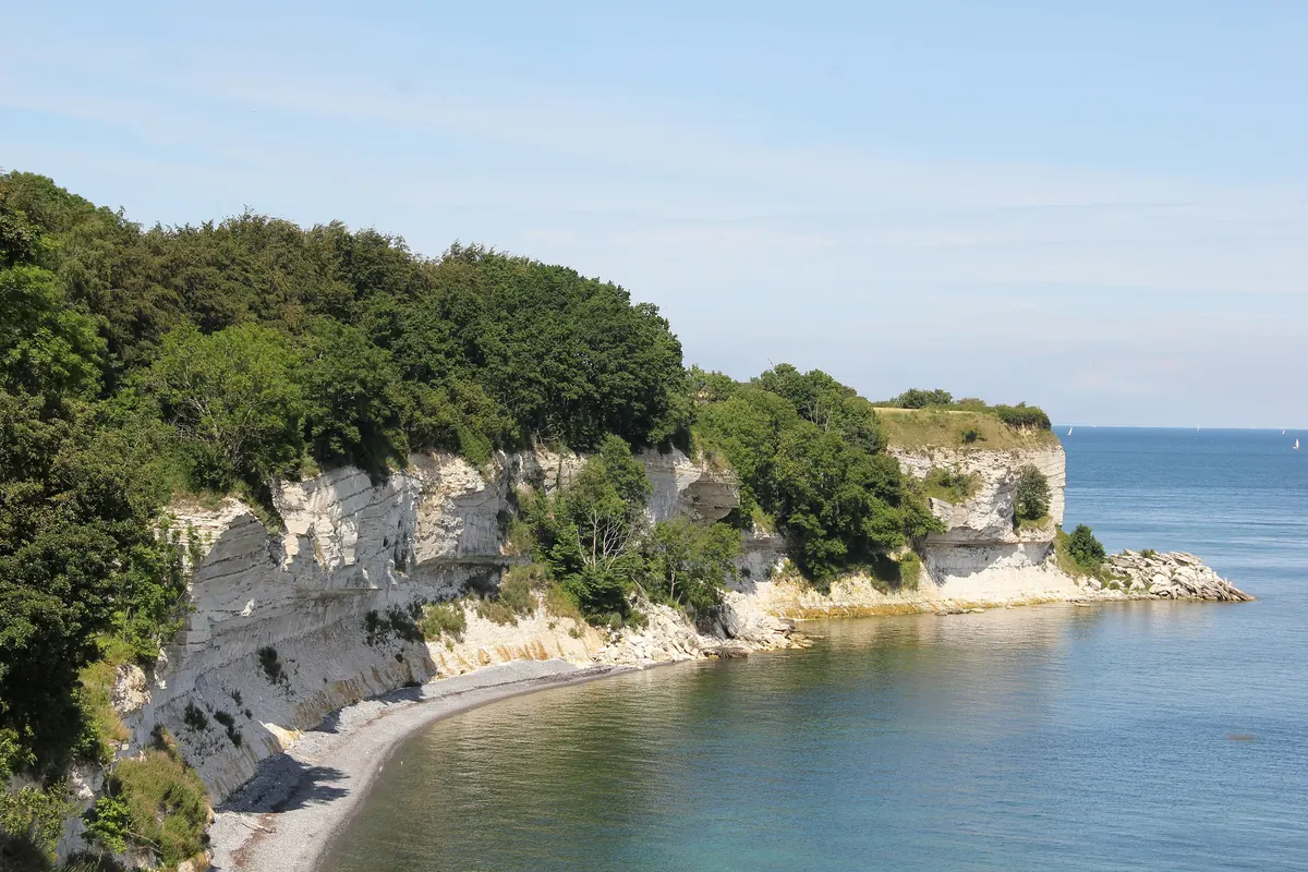 Den hvite kalkklinten Stevns Klint med skog på toppen og en smal strand langs Øresund